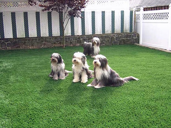 Grass Turf Waterford, California Landscape Rock, Dogs Park